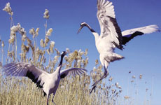 全球生物多樣性面臨危機(jī)