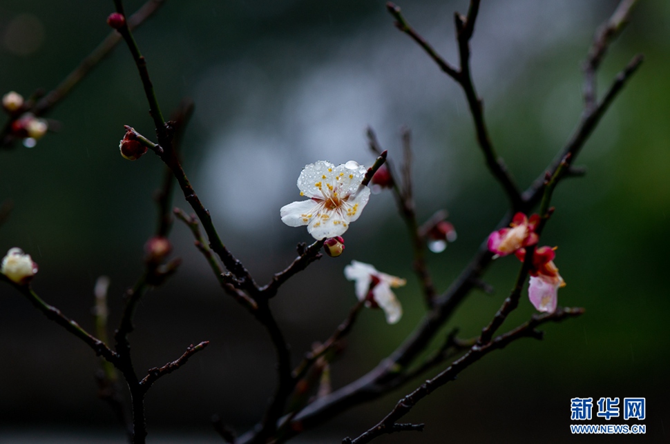 疏影橫斜，暗香浮動