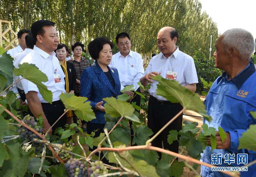 8月9日，中共中央政治局委員、中央統戰部部長、中央代表團副團長孫春蘭率中央代表團三分團，先后赴內蒙古自治區烏海市、阿拉善盟看望各族干部群眾。這是孫春蘭在烏海市漢森酒業集團的葡萄種植園了解葡萄種植情況。新華社記者 任軍川 攝