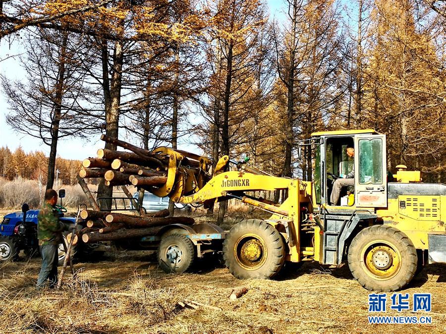 （新華全媒頭條·圖文互動）（7）那一抹綠色，走進越來越多人心里——河北塞罕壩續寫新時代綠色傳奇