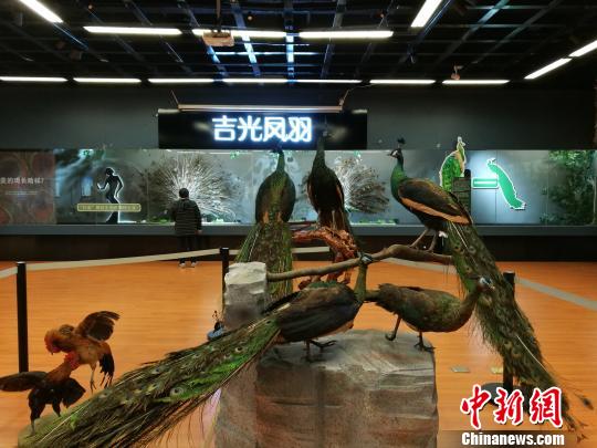 先有雞還是先有蛋？這個科普展覽有點“不一般”