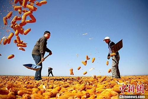 資料圖。農民揮動鐵锨晾曬玉米，使得滿地盡帶“黃金甲”，成為一道靚麗的風景線。趙琳 攝