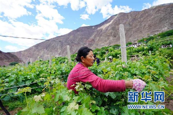 （決戰(zhàn)決勝脫貧攻堅(jiān)·圖文互動）（2）西藏昌都“甜蜜”產(chǎn)業(yè)助脫貧