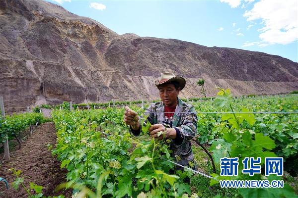 （決戰(zhàn)決勝脫貧攻堅(jiān)·圖文互動）（3）西藏昌都“甜蜜”產(chǎn)業(yè)助脫貧
