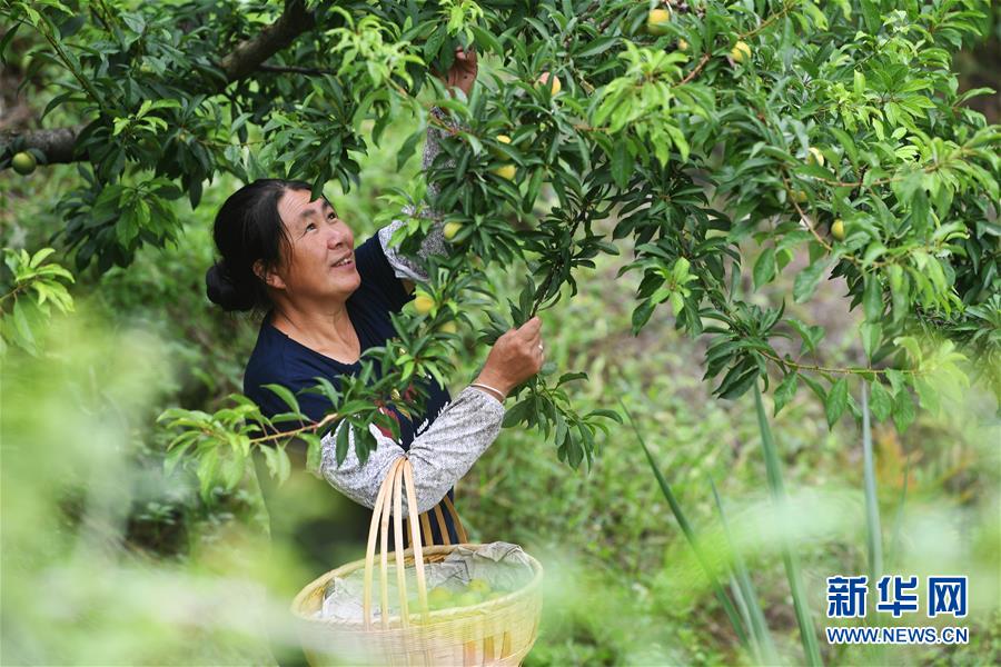 （新華全媒頭條·走向我們的小康生活·圖文互動）（7）大城大鄉(xiāng)的“幸福協奏曲”——重慶推動高質量發(fā)展創(chuàng)造高品質生活紀事