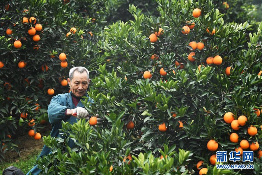 （新華全媒頭條·走向我們的小康生活·圖文互動）（9）大城大鄉(xiāng)的“幸福協奏曲”——重慶推動高質量發(fā)展創(chuàng)造高品質生活紀事