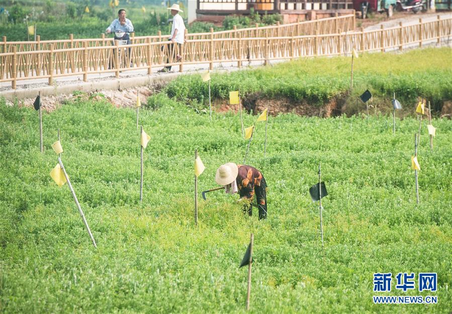 （新華全媒頭條·走向我們的小康生活·圖文互動）（9）特殊之年，荊楚大地書寫不平凡的答卷