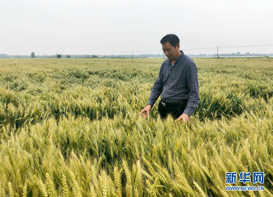 （在習近平新時代中國特色社會主義思想指引下——新時代新作為新篇章·習近平總書記關切事·圖文互動）（1）新農事、新希望——夏收前田間新動態掃描