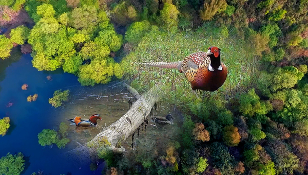 世界地球日丨神奇珍稀動物在哪里？車八嶺國家級自然保護區走一波