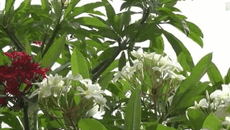 云南西雙版納：雞蛋花盛開！帶你看看一樹多花的奇觀